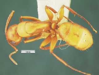 Camponotus schaefferi, top, CASENT0105589