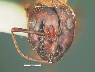 Camponotus texanus, head, CASENT0105588