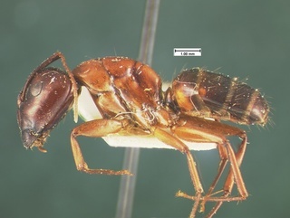 Camponotus texanus, side, CASENT0105588