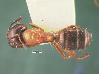 Camponotus texanus, top, CASENT0105588