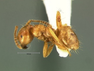 Acanthomyops colei, side, CASENT0105713