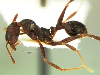 Aphaenogaster ashmeadi, side, CASENT0105716