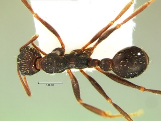 Aphaenogaster ashmeadi, top, CASENT0105716