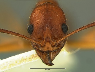 Aphaenogaster flemingi, head, CASENT0105717