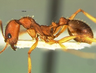 Aphaenogaster flemingi, side, CASENT0105717