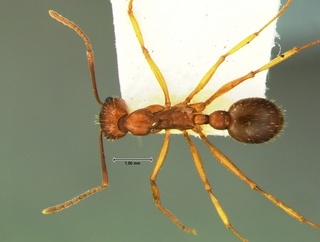 Aphaenogaster flemingi, top, CASENT0105717