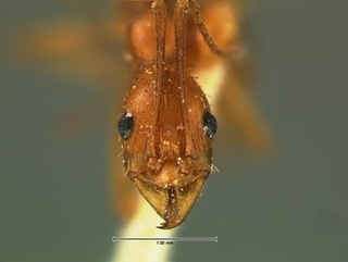 Aphaenogaster floridana, head, CASENT0105718