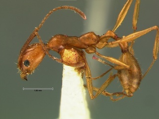 Aphaenogaster floridana, side, CASENT0105718