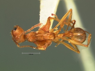 Aphaenogaster floridana, top, CASENT0105718