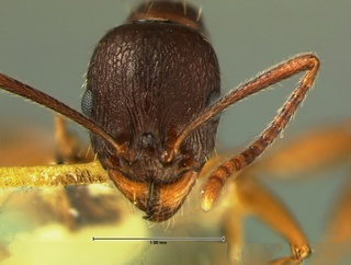 Aphaenogaster picea, head, CASENT0105719