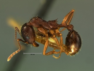 Aphaenogaster picea, side, CASENT0105719