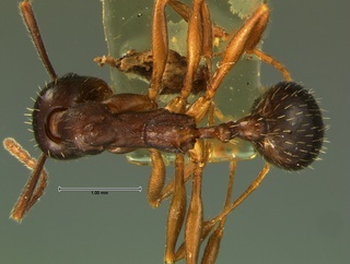 Aphaenogaster picea, top, CASENT0105719