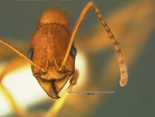 Aphaenogaster texana, head, CASENT0105720