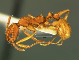 Aphaenogaster texana, side, CASENT0105720