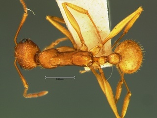 Aphaenogaster texana, top, CASENT0105720