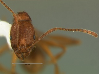 Aphaenogaster umphreyi, head, CASENT0105721