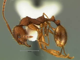 Aphaenogaster umphreyi, side, CASENT0105721
