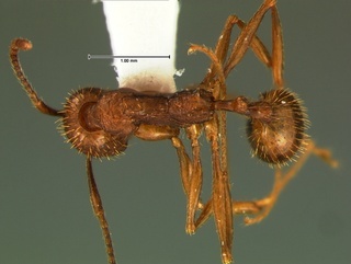 Aphaenogaster umphreyi, top, CASENT0105721