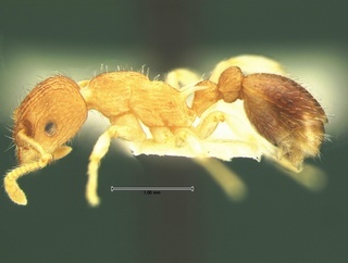Myrmica punctiventris, side, CASENT0105694