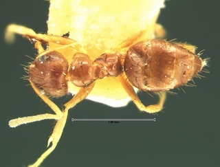 Paratrechina faisonensis, top, CASENT0105697