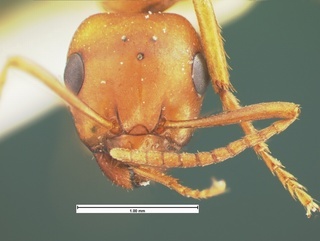 Formica curiosa, head, CASENT0105595