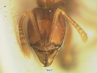 Hypoponera inexorata, head, CASENT0105616
