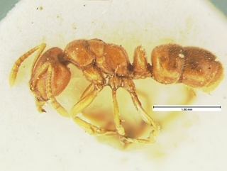 Hypoponera inexorata, side, CASENT0105616