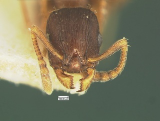 Leptothorax crassipilis, head, CASENT0105622