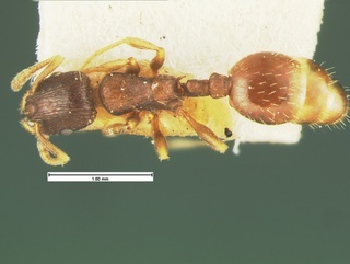 Leptothorax crassipilis, top, CASENT0105622
