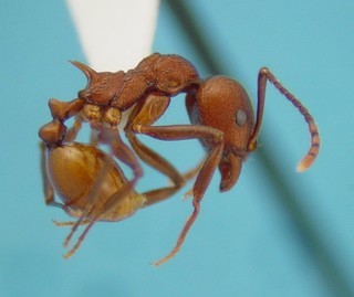 Aphaenogaster tennesseensis, side