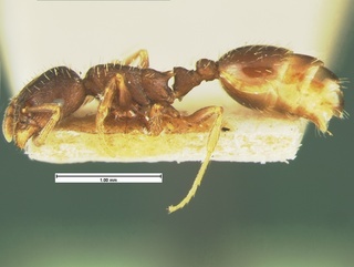 Leptothorax crassipilis, side, CASENT0105622