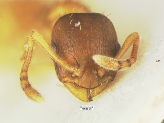 Leptothorax furunculus, head, CASENT0105615