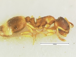 Leptothorax furunculus, side, CASENT0105615
