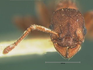 Myrmica brevispinosa, head, CASENT0105641