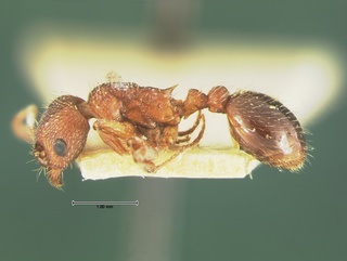 Myrmica brevispinosa, side, CASENT0105641