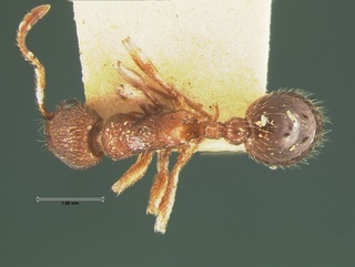 Myrmica brevispinosa, top, CASENT0105641