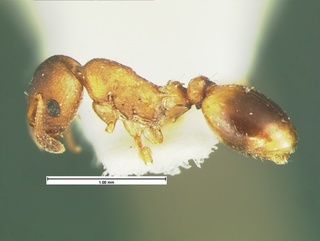 Temnothorax duloticus, side, CASENT0105626