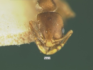 Temnothorax mariposa, head, CASENT0105618