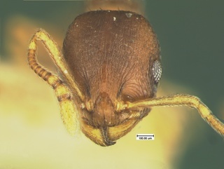Temnothorax nevadensis, head, CASENT0105627