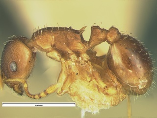 Temnothorax nevadensis, side, CASENT0105627