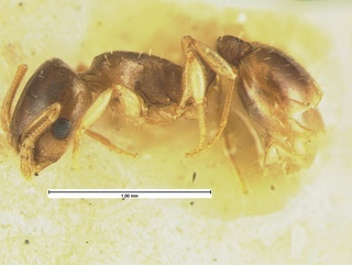 Temnothorax nitens, side, CASENT0105619