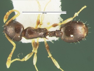 Temnothorax tuscaloosae, top, CASENT0105628