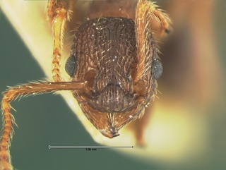 Myrmica mexicana, type, head, CASENT0105640
