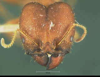 Pheidole obtusospinosa, head, CASENT0105650