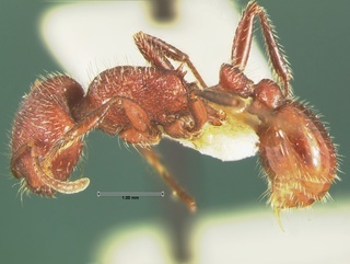 Pogonomyrmex huachucanus, side, CASENT0105655