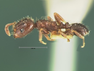 Protomognathus americanus, side, CASENT0105656
