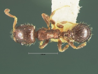 Protomognathus americanus, top, CASENT0105656