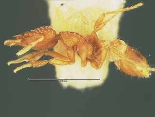 Pyramica angulata, side, CASENT0105657