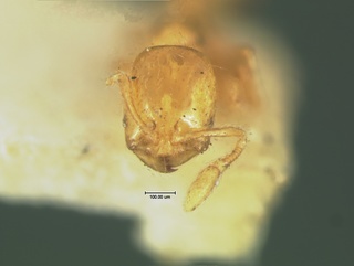 Solenopsis corticalis, head, CASENT0105663
