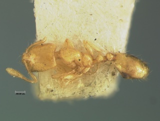 Solenopsis corticalis, top, CASENT0105663